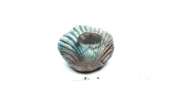 Glotzmuschel 5 – Bild 2