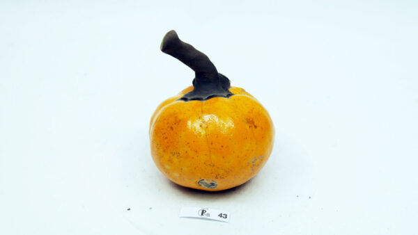 Kürbis 43 – Bild 3
