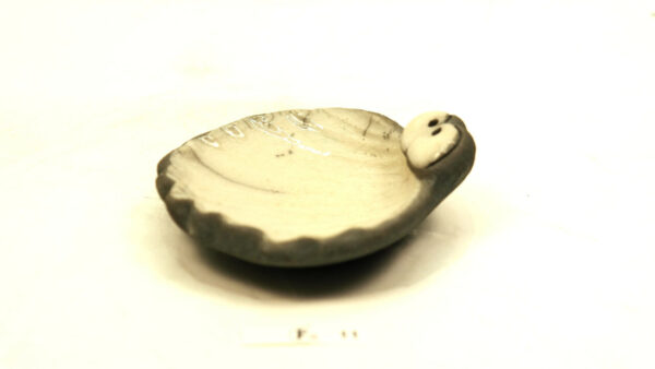 Ogenmussel 10 – Bild 4