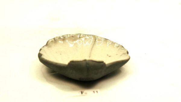 Ogenmussel 10 – Bild 3