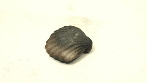 Ogenmussel 2 – Bild 3