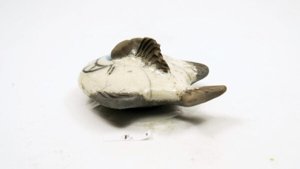 Plattfisch Veilchen – Bild 4