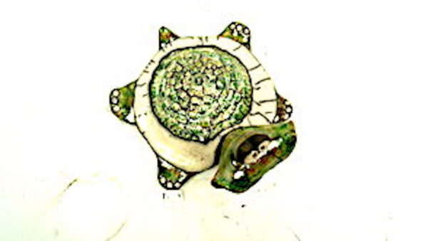 Schildkröte 6 – Bild 3